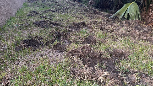 Wild hogs tearing up yards in Sanford neighborhood