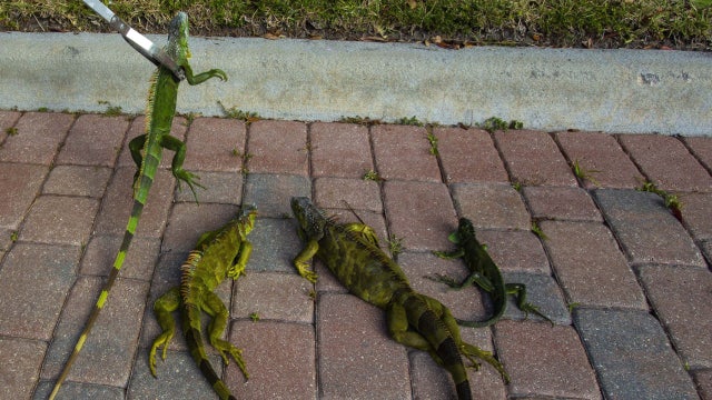 Central Florida temps will plummet into 40s this week, but is it cold enough for falling iguanas?