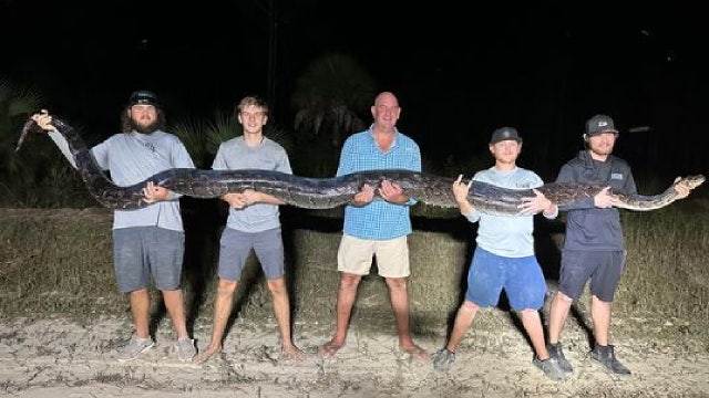 Florida's second-heaviest Burmese python taken down in 'surreal' battle after being mistaken for alligator