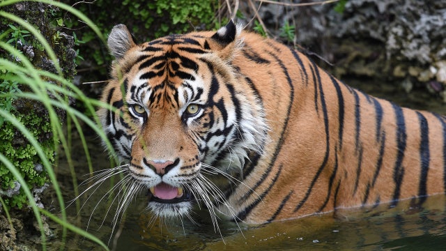 Florida zoo euthanizes beloved 15-year-old tiger after learning of 'heartbreaking' cancer prognosis