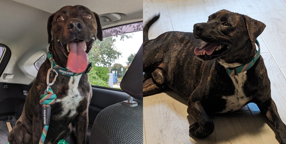 Florida animal shelter's longest resident adopted after almost 300 days: 'The first day of forever'