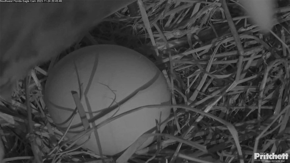 egg-1.jpg