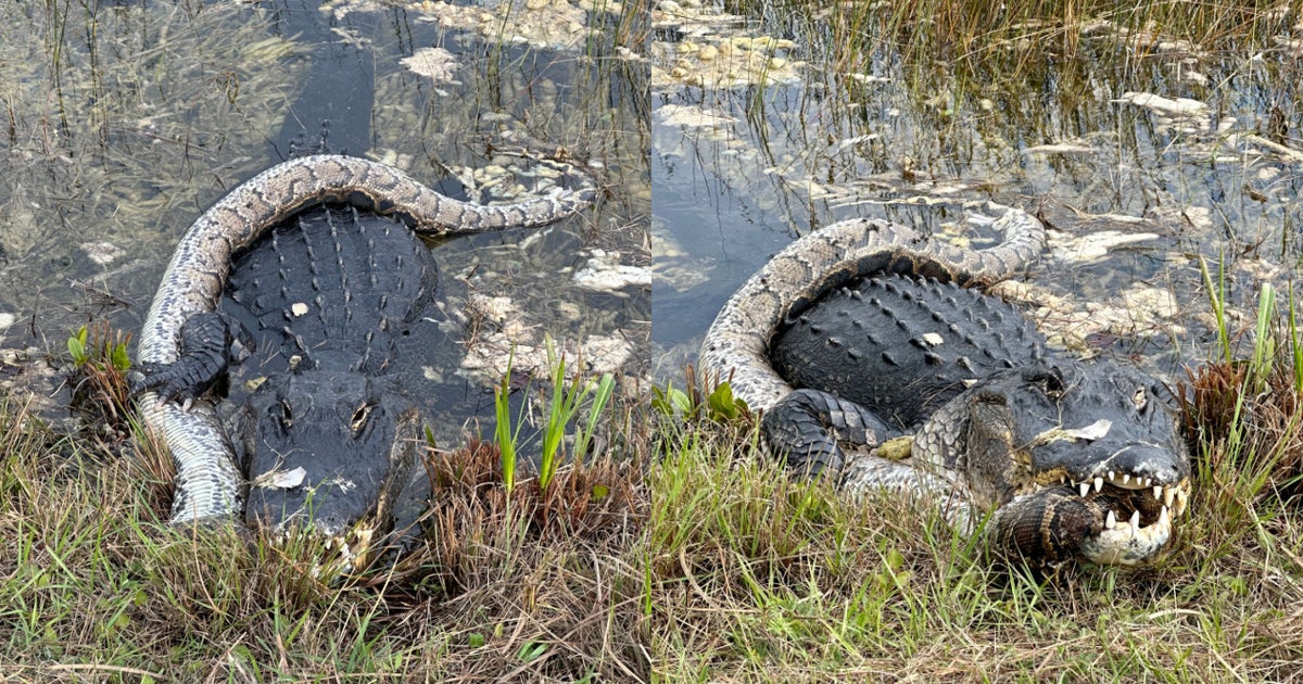 amazing video shows python battling alligator on... Hungry alligator wolfs down python in thrilling video captured at ...