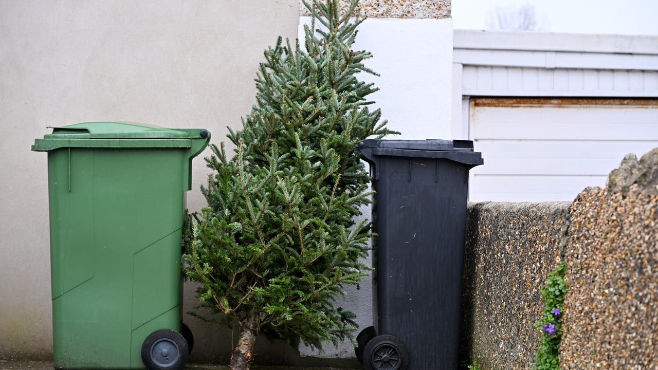 How to recycle your Christmas tree in Orlando - Vimarsana News