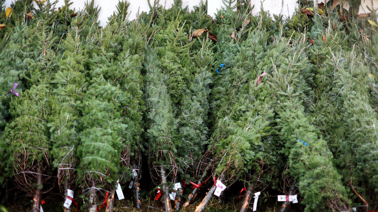 15 places you can get a real Christmas tree in Central Florida