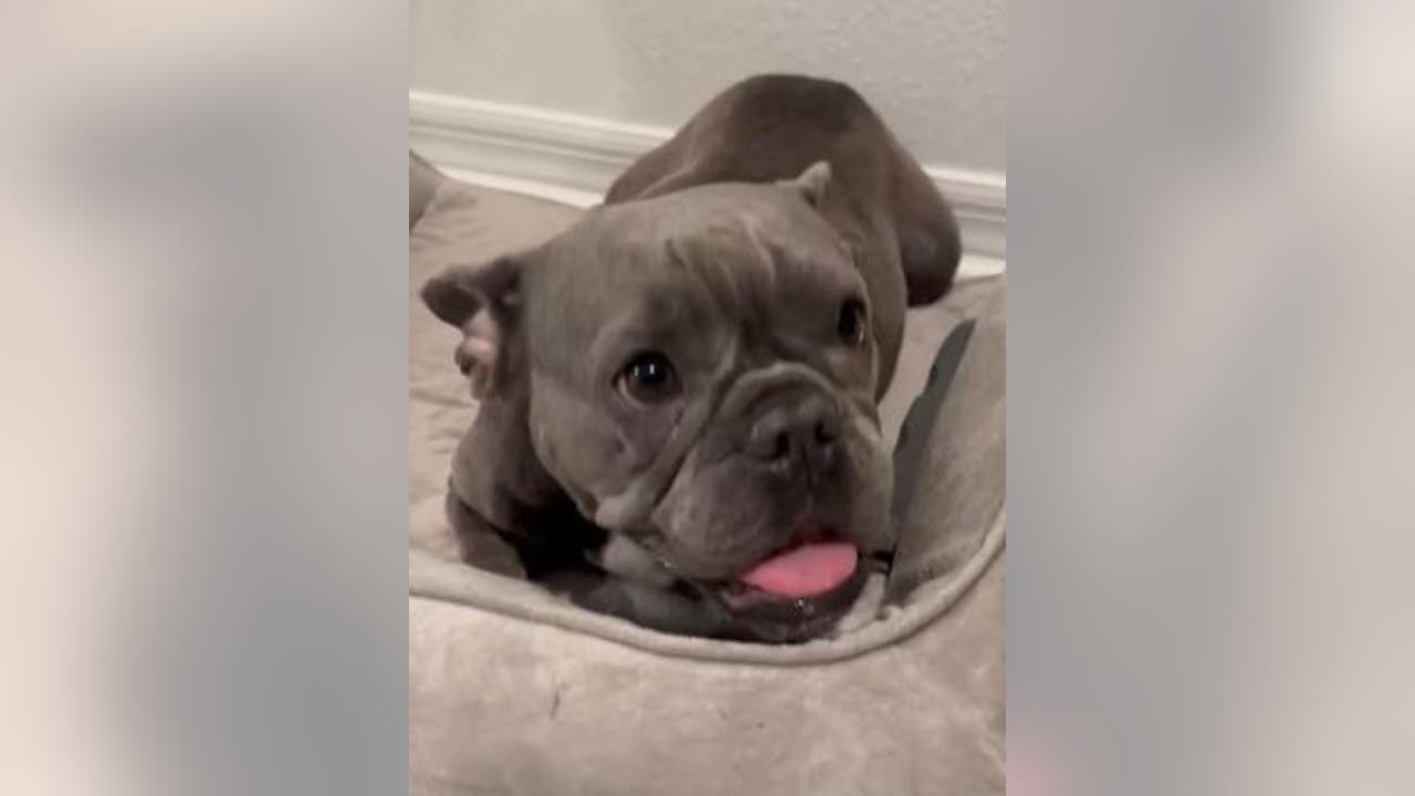 Woman helps bring Florida family's kidnapped, stolen French bulldog home - Vimarsana News