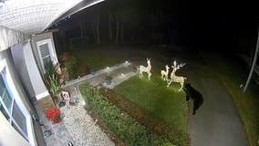 Watch domineering Florida bear take off with life-size reindeer Christmas decoration outside home