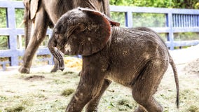 Disney's Animal Kingdom welcomes its first baby elephant birth since 2016