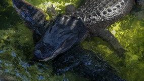 7 Florida lakes rank among the 'most alligator-infested' in the US: report