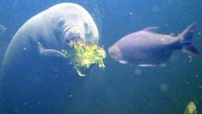 FWC ends manatee feeding program this winter, will monitor for starvation