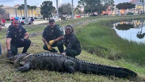 Freakishly long 12-foot, 600-pound gator found casually hanging outside, near a Florida mall