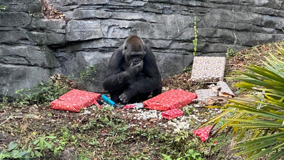 Gorillas unwrap gifts after Santa's visit to Disney's Animal Kingdom
