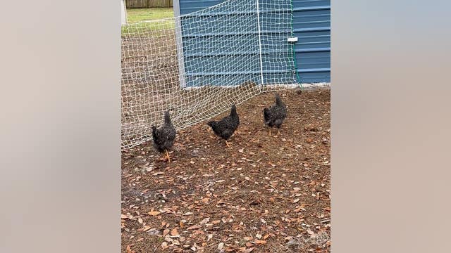Florida woman's hilarious reaction to her chickens freezing in place goes viral: 'I cannot make this up'