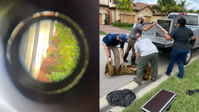 Florida panther's morning snooze near home's stairwell ends with safe capture, sheriff says