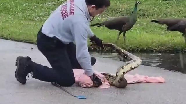 WATCH: Florida officer removes massive boa constrictor eating peafowl in middle of road