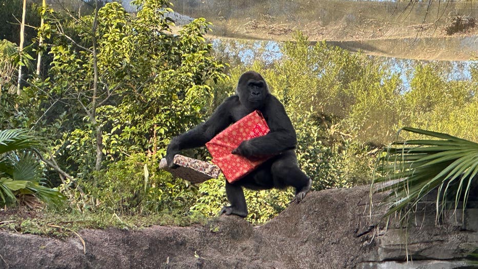 Gorillas get Christmas gifts at Disney World