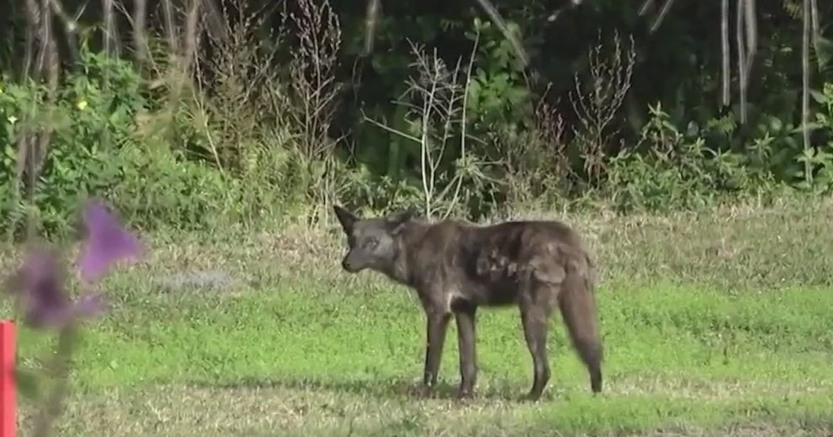Expect to see more coyotes across Florida as mating season begins | FOX 35 Orlando