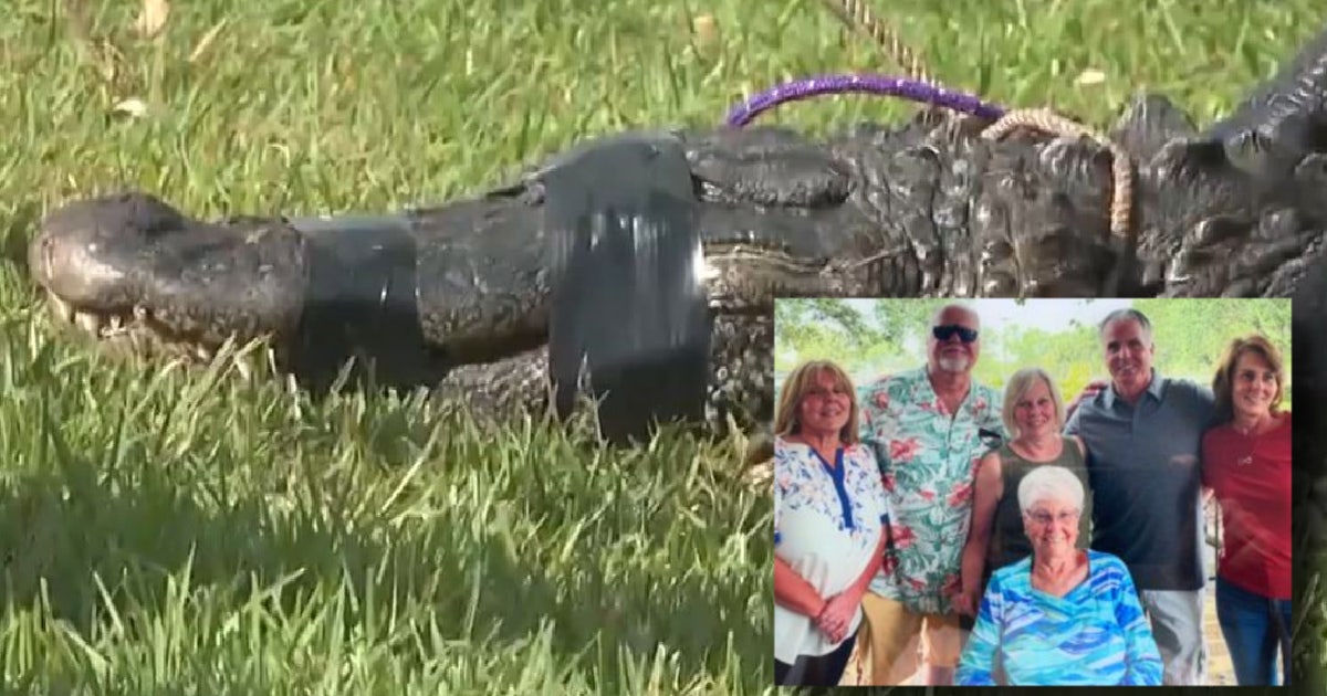 85-year-old Florida woman killed by alligator was 'forced' to walk dog ...