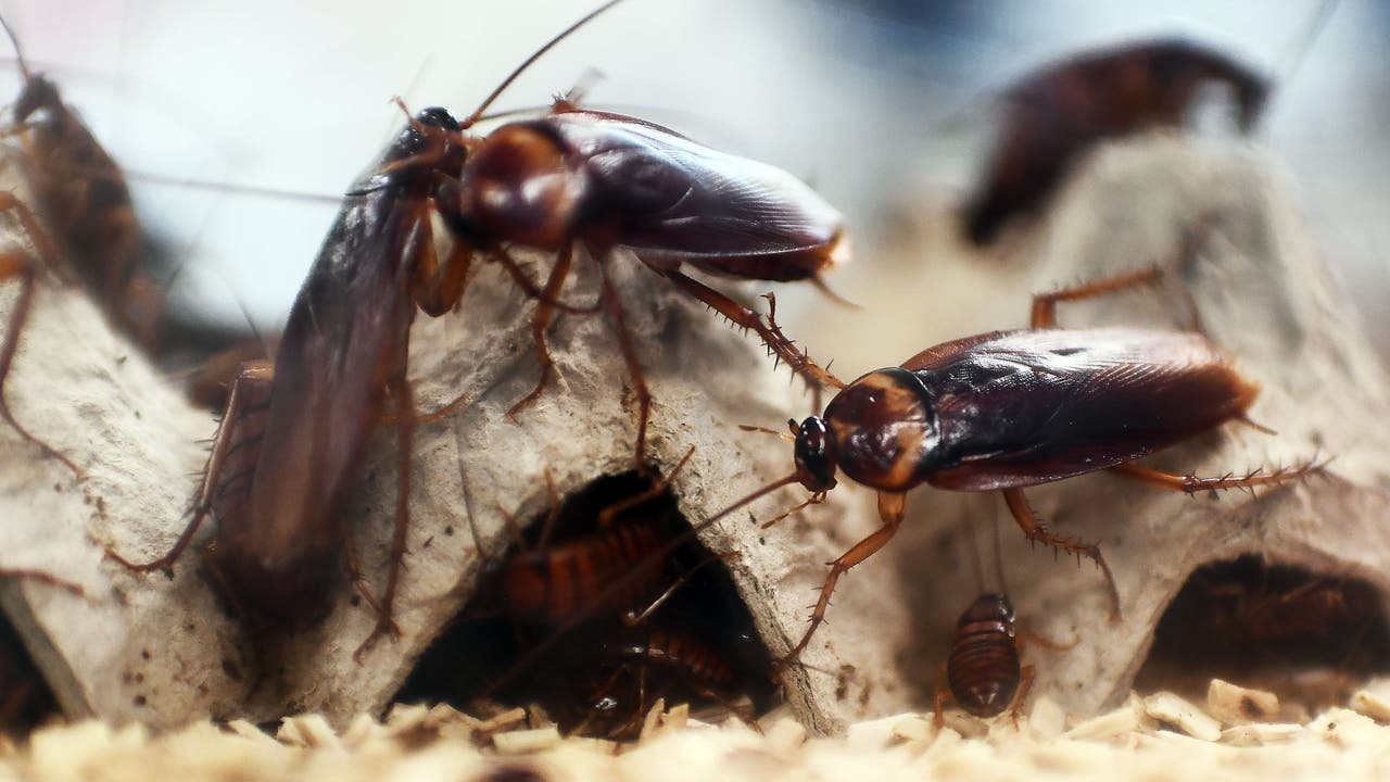 Live roaches force Central Florida restaurant to temporarily close: inspection report - Vimarsana News