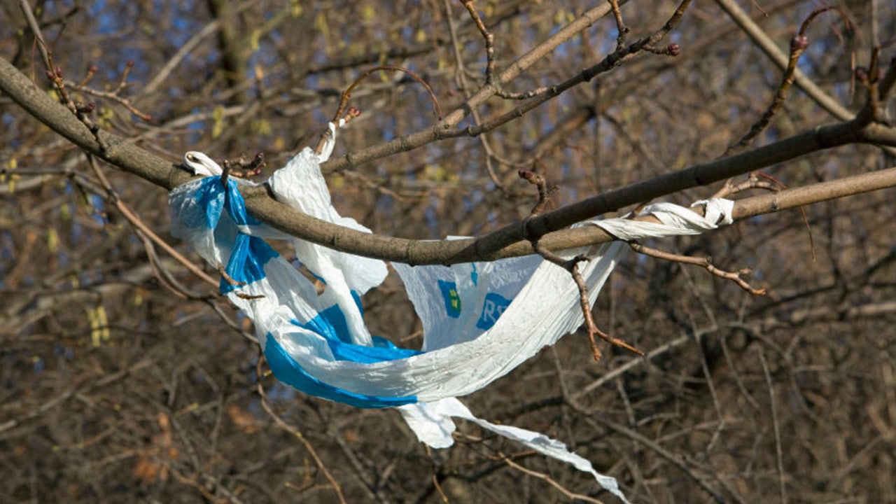 States with plastic bag bans prevented billions of bags from being used, report says - Vimarsana News