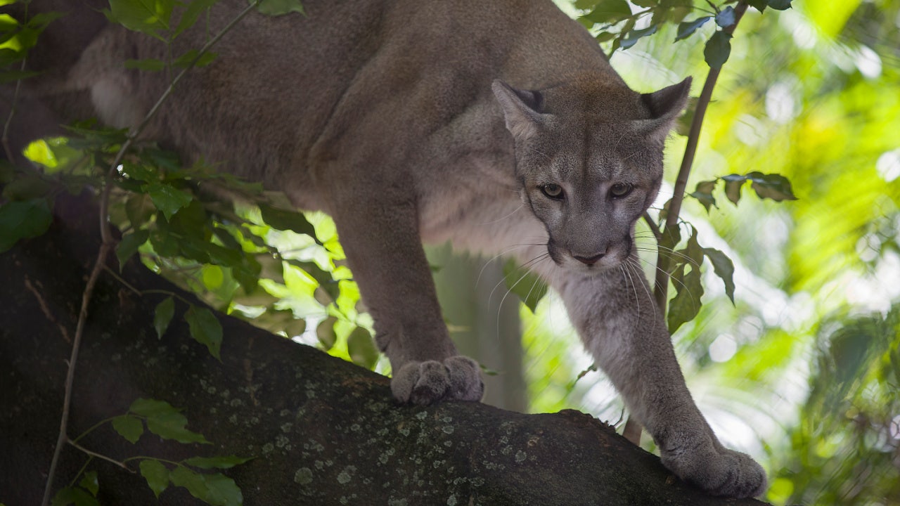 First endangered Florida panther death of 2024 reported - Vimarsana News