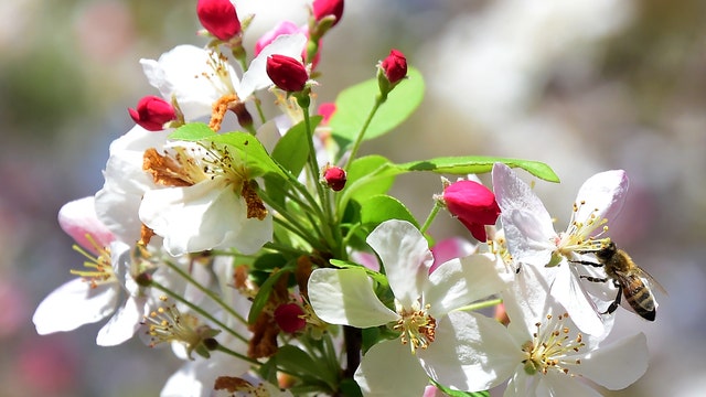 7 Florida cities deemed top allergy capitals in the U.S.