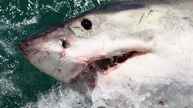 Massive 1,437-pound shark pings off Florida's coast