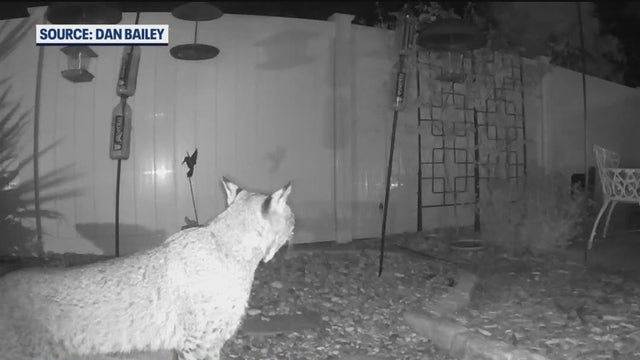 Bobcat caught on camera trailing raccoon in DeBary homeowner's yard