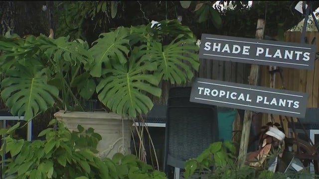 Florida freeze: How to protect your plants and preserve energy ahead of cold weather