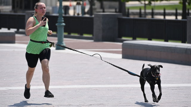 Florida city adopts new law that requires dog owners to give pets daily exercise