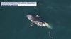 North Atlantic right whale spotted off Florida coast killed by boat strike