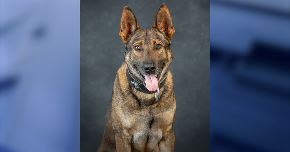 1 dead, K-9 hurt following Marion County officer-involved shooting ...