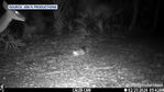 Bobcat vs. deer: Trail camera captures intense encounter in Flagler Beach