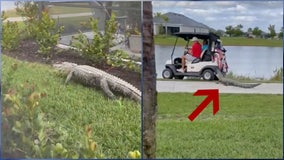 Florida alligator chases couple on golf cart in terrifying video: 'Oh my God'