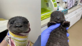 'Very special species': Orphaned otters learning survival skills at Florida Wildlife Hospital