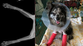 Animal lovers raise $10K to save puppy's broken legs after owner wanted to put him down