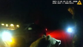 VIDEO: Kodiak bear cubs found on Florida road, take deputy by surprise