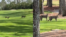 Elusive bobcats spotted frolicking across Orange County golf course: VIDEO
