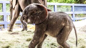 Disney's Animal Kingdom welcomes new baby African elephant: Meet Corra