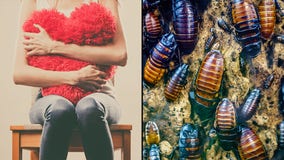 Zoos keep up Valentine's Day tradition of naming cockroaches and animals after exes and loved ones