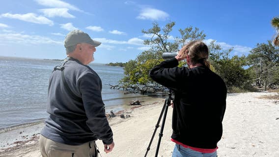 Wild flamingos sighted on Space Coast for the first time in decades: 'Surreal'