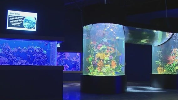 Daytona Aquarium and Rainforest Adventure holds grand opening
