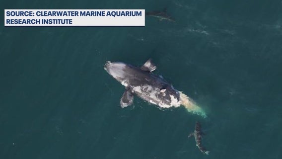 North Atlantic right whale spotted off Florida coast killed by boat strike