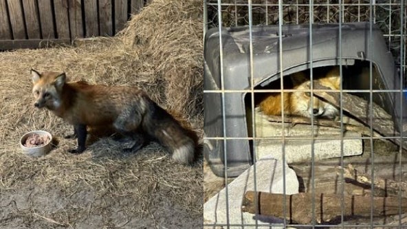 Orlando man illegally kept red fox at his home, FWC says