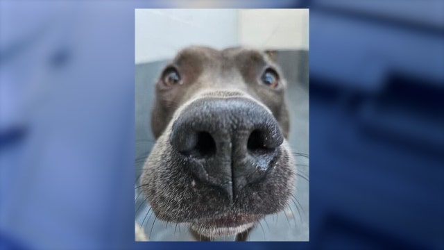 Deltona dog whipped by owner in public in the care of Halifax Humane Society