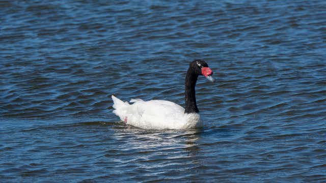 Lake Eola swan deaths: City of Orlando says all 4 swans died from bird flu