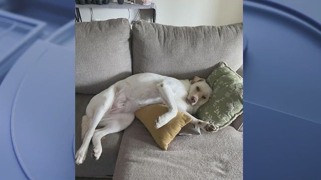 Good Samaritans rescue missing dog found swimming in Deltona lake