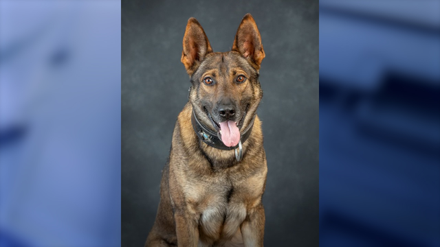 1 dead, K-9 hurt following Marion County officer-involved shooting: Deputies