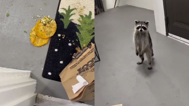Raccoons hijack Florida woman's late-night DoorDash taco order: 'I'm not fighting three of these things'