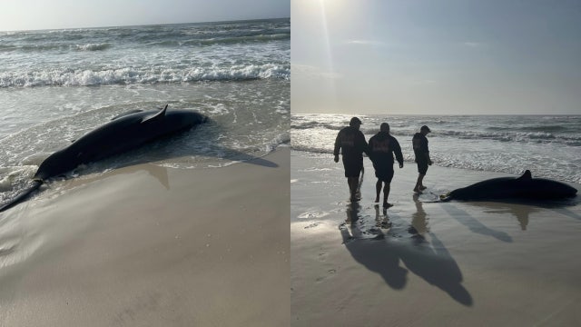 Dead, pregnant great white shark washes ashore on Florida beach
